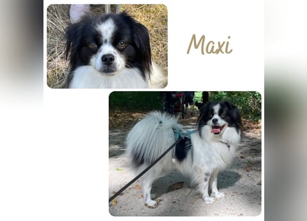 Maxi wartet in 41379 Brüggen Maxi wartet in 41379 Brüggen