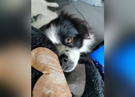 Maxi wartet in 41379 Brüggen Maxi wartet in 41379 Brüggen