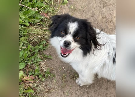 Maxi wartet in 41379 Brüggen Maxi wartet in 41379 Brüggen