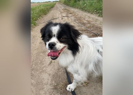 Maxi wartet in 41379 Brüggen Maxi wartet in 41379 Brüggen