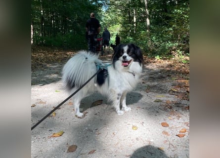 Maxi wartet in 41379 Brüggen Maxi wartet in 41379 Brüggen