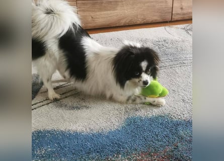 Maxi wartet in 41379 Brüggen Maxi wartet in 41379 Brüggen