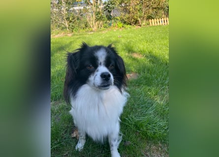 Maxi wartet in 41379 Brüggen Maxi wartet in 41379 Brüggen