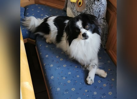 Maxi wartet in 41379 Brüggen Maxi wartet in 41379 Brüggen