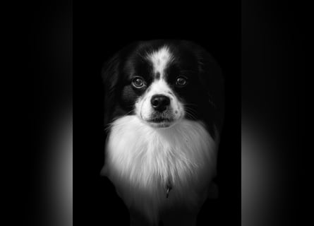 Maxi wartet in 41379 Brüggen Maxi wartet in 41379 Brüggen