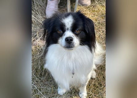 Maxi wartet in 41379 Brüggen Maxi wartet in 41379 Brüggen