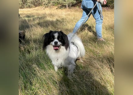 Maxi wartet in 41379 Brüggen Maxi wartet in 41379 Brüggen