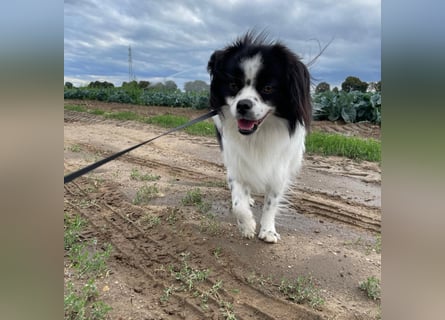 Maxi wartet in 41379 Brüggen Maxi wartet in 41379 Brüggen