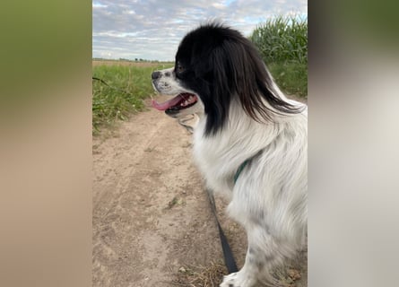 Maxi wartet in 41379 Brüggen Maxi wartet in 41379 Brüggen