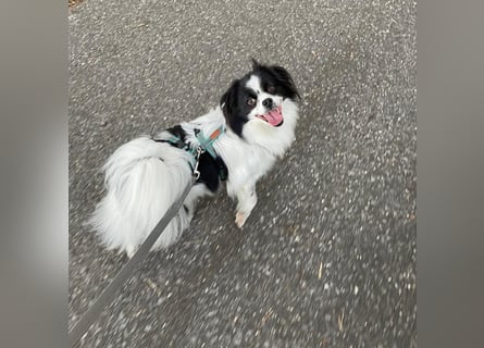 Maxi wartet in 41379 Brüggen Maxi wartet in 41379 Brüggen