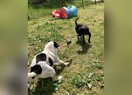 Folti, Rüde, lieb und menschenbezogen.