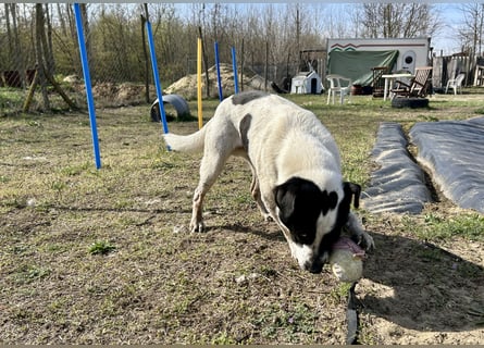 Folti, Rüde, lieb und menschenbezogen.