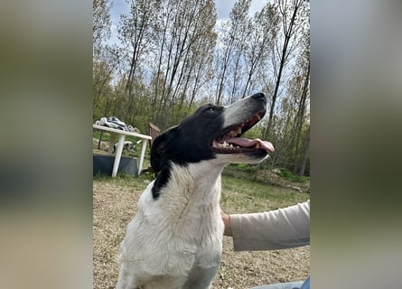Seit fast 4 Jahren wartet die liebe CUKOR auf ihr Glück....auf IHRE Familie.