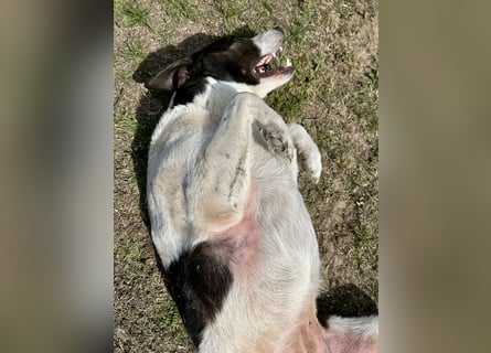 Seit fast 4 Jahren wartet die liebe CUKOR auf ihr Glück....auf IHRE Familie.