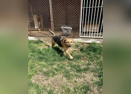 Bella, Hündin, absolut lieb und verschmust