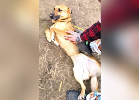 Bella, Hündin, absolut lieb und verschmust
