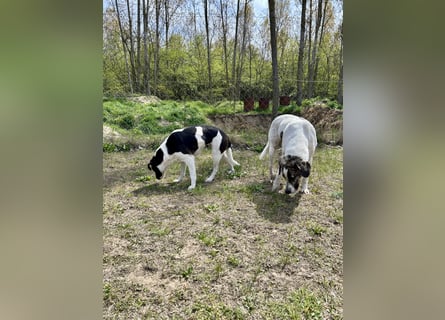 Seit fast 4 Jahren wartet die liebe CUKOR auf ihr Glück....auf IHRE Familie.