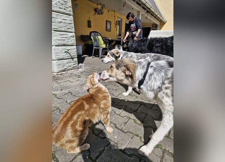 Verschmuste Schönheit (7 Monate) sucht Zuhause