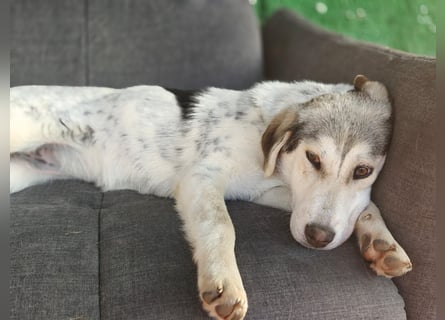 Unkomplizierte Schmuserin (7 Monate) sucht Zuhause