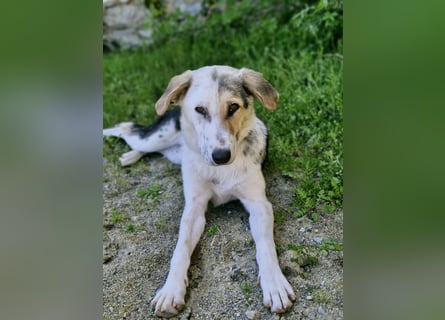 Verschmuste Schönheit (7 Monate) sucht Zuhause