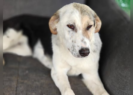 Dafne (7 Monate) – liebe, verschmuste Hündin sucht ihr Zuhause 