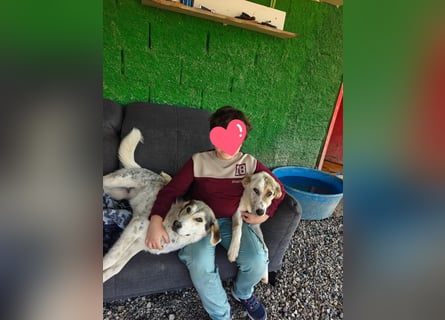 Dafne (7 Monate) – liebe, verschmuste Hündin sucht ihr Zuhause 