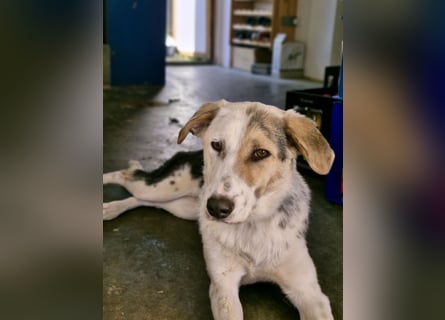 Verschmuste Schönheit (7 Monate) sucht Zuhause