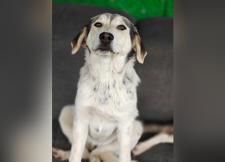 Unkomplizierte Schmuserin (7 Monate) sucht Zuhause