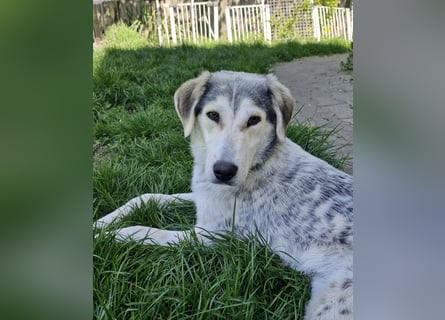 Unkomplizierte Schmuserin (7 Monate) sucht Zuhause