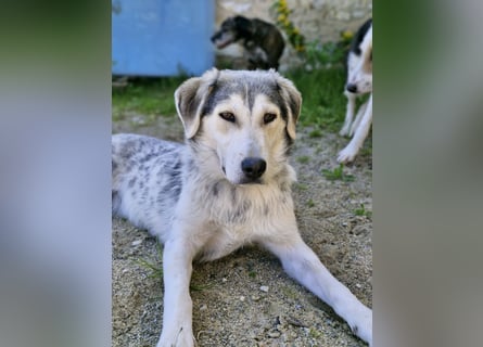 Unkomplizierte Schmuserin (7 Monate) sucht Zuhause