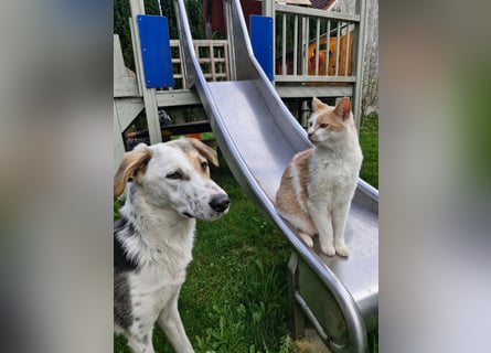 Verschmuste Schönheit (7 Monate) sucht Zuhause