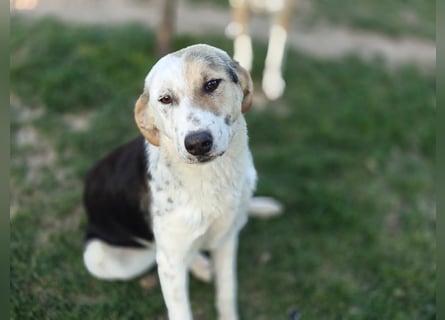 Dafne (7 Monate) – liebe, verschmuste Hündin sucht ihr Zuhause 