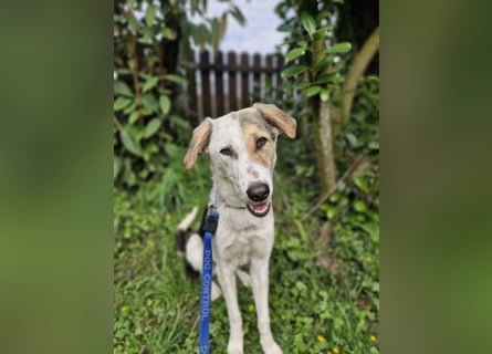 Verschmuste Schönheit (7 Monate) sucht Zuhause