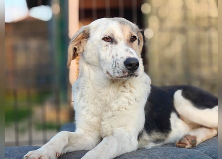 Dafne (7 Monate) – liebe, verschmuste Hündin sucht ihr Zuhause 