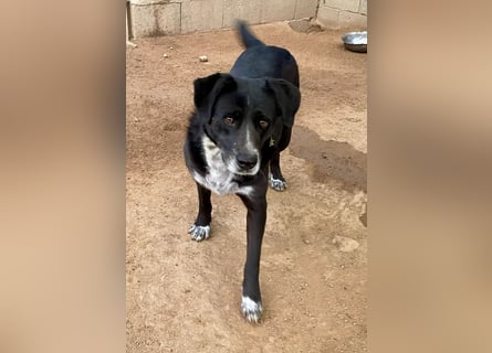 GINGER - supernette schwarze Schönheit!