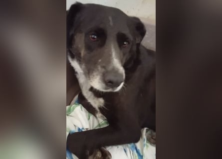 GINGER - schwarze Schönheit!