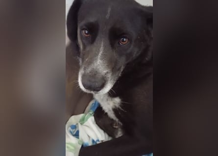 GINGER - schwarze Schönheit!