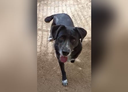 GINGER - schwarze Schönheit!