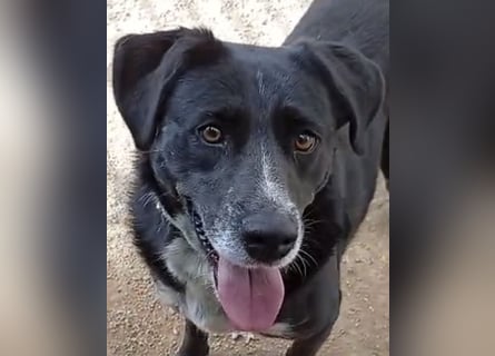 GINGER - schwarze Schönheit!