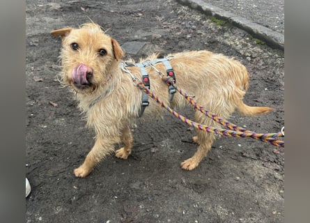 Livi - Traumhund sucht Familie / Anfänger geeignet