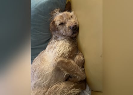 Livi - Traumhund sucht Familie / Anfänger geeignet