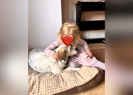 Grace - in Berlin auf Pflegestelle