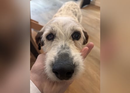 Grace - in Berlin auf Pflegestelle