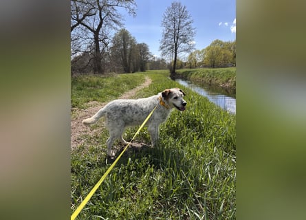 Grace - in Berlin auf Pflegestelle
