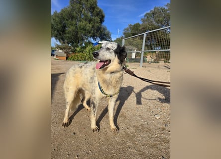 Mila: wenn Einsamkeit krank macht - gerne Pflegestelle