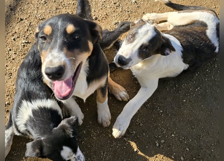 Betty: Hallo, hier bin ich!