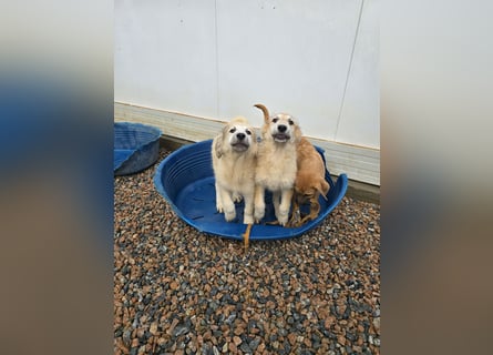 Tancredi: ein Wuschel zum Verlieben