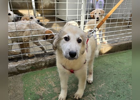 Tancredi: ein Wuschel zum Verlieben