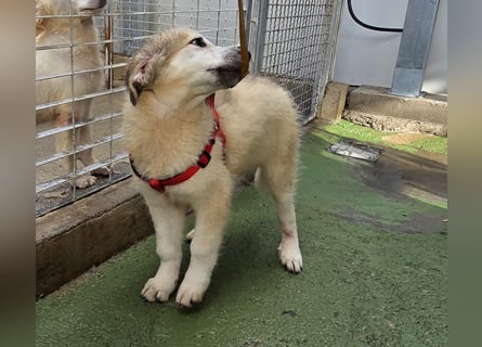 Tancredi: ein Wuschel zum Verlieben