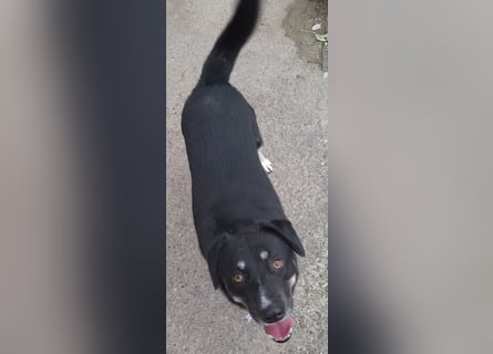 fröhlicher Benno 3 J. kastr., sucht sein Traumzuhause